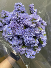 Load image into Gallery viewer, Limonium sinuatum  40cm 3-4Flowers  160pcs @75yen(FOB)
