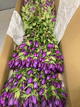 이미지를 갤러리 뷰어에 로드 , Gentiana scabra Pink 80cm @125yen(FOB)   100pcs
