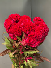 Load image into Gallery viewer, Celosia argentea 80cm 225yen/pcs(FOB) 100pcs
