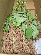 Load image into Gallery viewer, Amaranthus hypochondriacus 60cm 90pcs @150yen(FOB)
