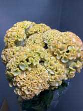Load image into Gallery viewer, Celosia argentea 80cm 225yen/pcs(FOB) 100pcs
