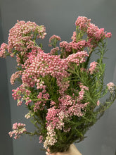 Load image into Gallery viewer, Ozothamnus diosmifolius 70cm 315yen/pcs(FOB)  90pcs
