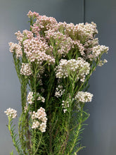 Load image into Gallery viewer, Ozothamnus diosmifolius 70cm 315yen/pcs(FOB)  90pcs
