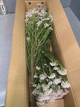 Load image into Gallery viewer, Ozothamnus diosmifolius 70cm 315yen/pcs(FOB)  90pcs
