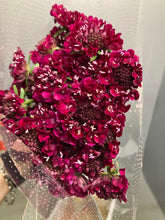 이미지를 갤러리 뷰어에 로드 , Scabiosa 50-55cm 75yen/pcs(FOB)  200pcs
