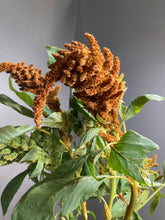Load image into Gallery viewer, Amaranthus hypochondriacus 60cm 90pcs @150yen(FOB)
