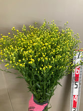 이미지를 갤러리 뷰어에 로드 , Solidaster luteus 80cm 100yen/pcs(FOB) 100pcs
