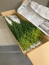 이미지를 갤러리 뷰어에 로드 , Solidaster luteus 80cm 100yen/pcs(FOB) 100pcs
