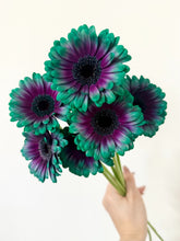 Load image into Gallery viewer, Gerbera Dyed 50cm 80pcs ＠190yen(FOB)/pcs
