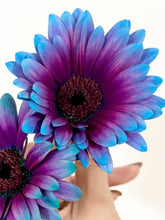 Load image into Gallery viewer, Gerbera Dyed 50cm 80pcs ＠190yen(FOB)/pcs
