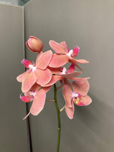 이미지를 갤러리 뷰어에 로드 , Phalaenopsis midi Assort 20cm-  440yen/pcs(FOB)  20pcs
