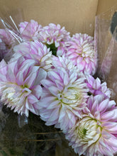 이미지를 갤러리 뷰어에 로드 , Dahlia 60cm 320yen/pcs(FOB)  40pcs
