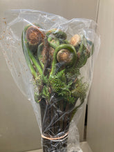 Load image into Gallery viewer, Osmunda　japonica 60-70cm 50yen/pcs 1000pcs
