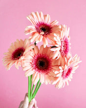 Load image into Gallery viewer, Gerbera Big  form Matsushita Engei 50cm 180pcs @165yen(FOB)

