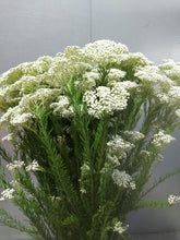 Load image into Gallery viewer, Ozothamnus diosmifolius 70cm 315yen/pcs(FOB)  90pcs
