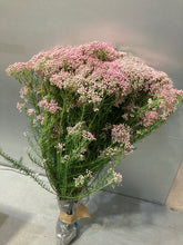 Load image into Gallery viewer, Ozothamnus diosmifolius 70cm 315yen/pcs(FOB)  90pcs
