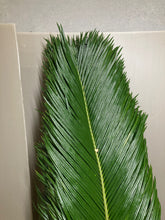 이미지를 갤러리 뷰어에 로드 , Cycas revoluta 110cm 90yen/pcs(FOB)   50pcs
