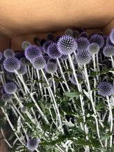 이미지를 갤러리 뷰어에 로드 , Echinops ritro 90cm 315yen/pcs(FOB)  40pcs
