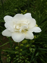 Load image into Gallery viewer, Freesia 50cm 95yen/pcs(FOB) 100pcs
