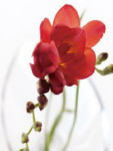 Load image into Gallery viewer, Freesia 50cm 95yen/pcs(FOB) 100pcs
