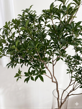 將圖片載入圖庫檢視器 Pieris japonica 120cm 60pcs @525yen(FOB)
