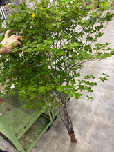 이미지를 갤러리 뷰어에 로드 , Enkianthus perulatus 140cm  820yen/pcs(FOB)  60pcs
