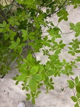 이미지를 갤러리 뷰어에 로드 , Enkianthus perulatus 140cm  820yen/pcs(FOB)  60pcs
