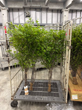 이미지를 갤러리 뷰어에 로드 , Enkianthus perulatus 140cm  820yen/pcs(FOB)  60pcs
