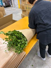 Load image into Gallery viewer, Enkianthus perulatus 120cm  750yen/pcs(FOB)  50pcs
