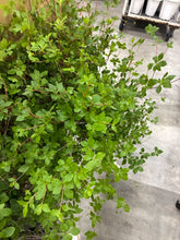 이미지를 갤러리 뷰어에 로드 , Enkianthus perulatus 140cm  820yen/pcs(FOB)  60pcs
