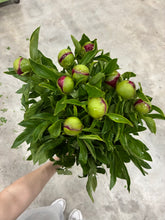 Load image into Gallery viewer, Paeonia lactiflora  RedCharm 70cm 250yen/pcs 100pcs
