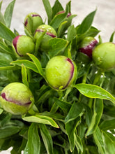 Load image into Gallery viewer, Paeonia lactiflora  RedCharm 70cm 250yen/pcs 100pcs
