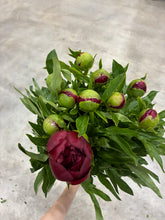 Load image into Gallery viewer, Paeonia lactiflora  RedCharm 70cm 250yen/pcs 100pcs
