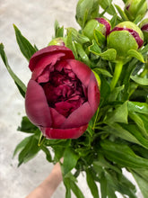 Load image into Gallery viewer, Paeonia lactiflora  RedCharm 70cm 250yen/pcs 100pcs
