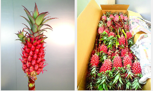 Ananas 50cm- 240yen/pcs(FOB)  40pcs