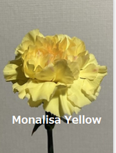 Load image into Gallery viewer, Dianthus caryophyllus  Yellow 60cm 115yen/pcs(FOB)  100pcs　
