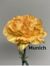 将图片加载到图库查看器，Dianthus caryophyllus  Yellow 60cm 115yen/pcs(FOB)  100pcs　
