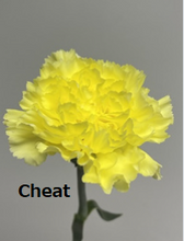 将图片加载到图库查看器，Dianthus caryophyllus  Yellow 60cm 115yen/pcs(FOB)  100pcs　
