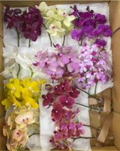 이미지를 갤러리 뷰어에 로드 , Phalaenopsis midi Assort 20cm-  440yen/pcs(FOB)  20pcs
