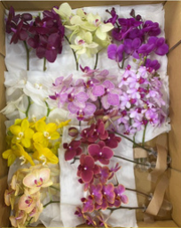 Phalaenopsis midi Assort 20cm-  440yen/pcs(FOB)  20pcs