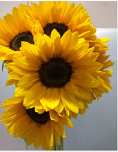 이미지를 갤러리 뷰어에 로드 , Helianthus annuus (Orange:Black eye) 80cm 100yen(FOB)/pcs  50pcs
