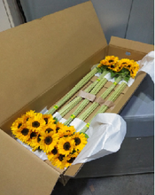 이미지를 갤러리 뷰어에 로드 , Helianthus annuus (Orange:Black eye) 80cm 100yen(FOB)/pcs  50pcs
