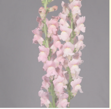 이미지를 갤러리 뷰어에 로드 , Antirrhinum majus　EX 100cm 275yen/pcs(FOB)  30pcs
