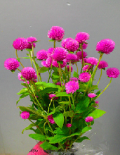 Load image into Gallery viewer, Gomphrena globosa  Spray   60cm 200pcs @100yen(FOB)
