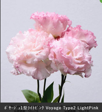將圖片載入圖庫檢視器 Eustoma 70cm 375yen/pcs 80pcs
