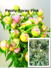 Load image into Gallery viewer, Paeonia lactiflora Spray Pink  80cm 275yen(FOB)/pcs  60pcs
