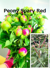 Load image into Gallery viewer, Paeonia lactiflora Spray Pink  80cm 275yen(FOB)/pcs  60pcs
