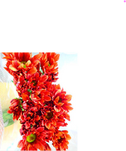 Load image into Gallery viewer, Chrysanthemum morifolium Spray 80cm 100pcs @90yen(FOB)
