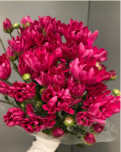 Chrysanthemum morifolium Spray 80cm 100pcs @90yen(FOB)