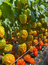 Load image into Gallery viewer, Physalis Alkekengi L. 80cm 7-8F   525yen/pcs(FOB)  50pcs
